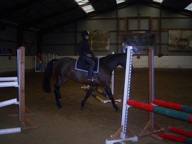 Hannoveraner Lassie - Lassie kan også bruges som begynderhest, her er det min mands niece der får en tur. billede 8