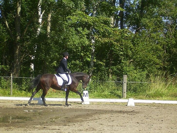 Hannoveraner Lassie - På forparten, men bedre bliver det sjældent i dressuren, hun er udstyret med 0 gangarter og selv simple overgange er svære for hende. billede 9