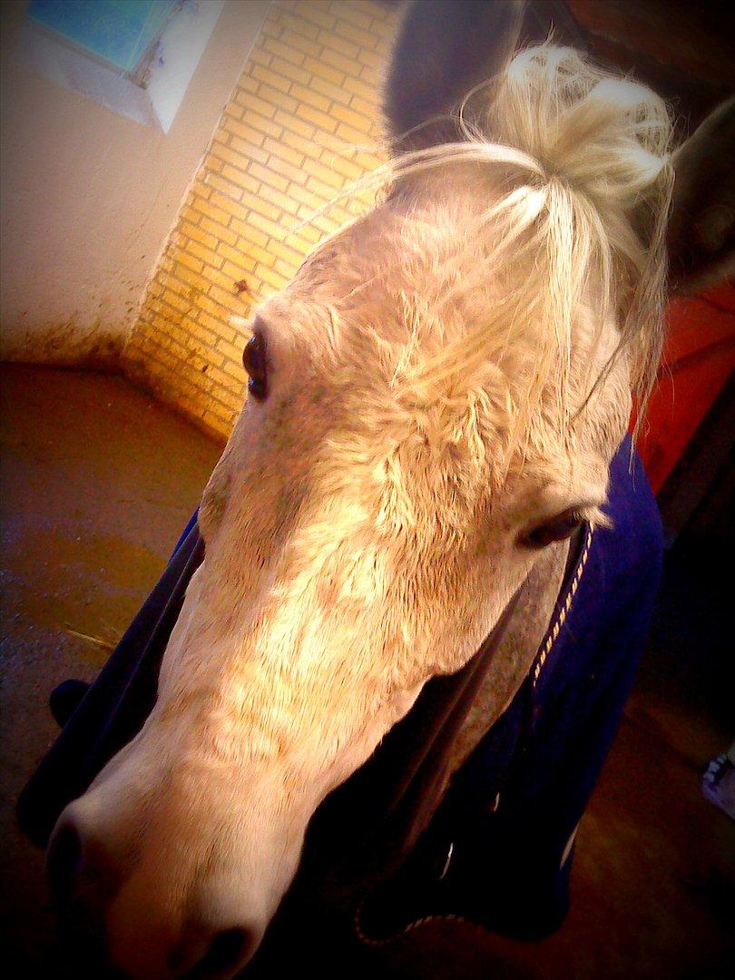 New Forest Bølle-A-pony spring  - du er den dejligste ! billede 19