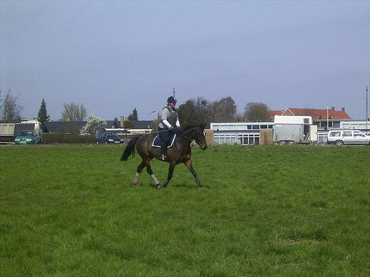 Hannoveraner Lassie - Her får man virkelig fornemmelsen af hvor lille hun egentlig er, jeg er 1.68 cm høj og hun ligner en pony under mig :) billede 11