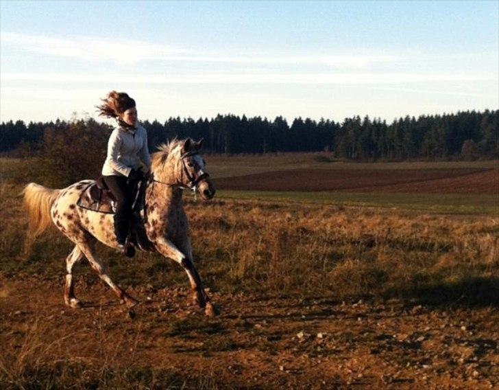Appaloosa Fleur - Fleur og mig i galop i aften solen! <3 billede 4