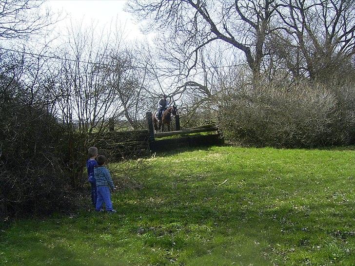 Hannoveraner Lassie - Jeg er redet op for at sikre mig at mine 2 frække unger ikke løber ind foran, når jeg om lidt kommer flyvende over banketten, det er ikke nemt at være militaryrytter og mor samtidig :) billede 12