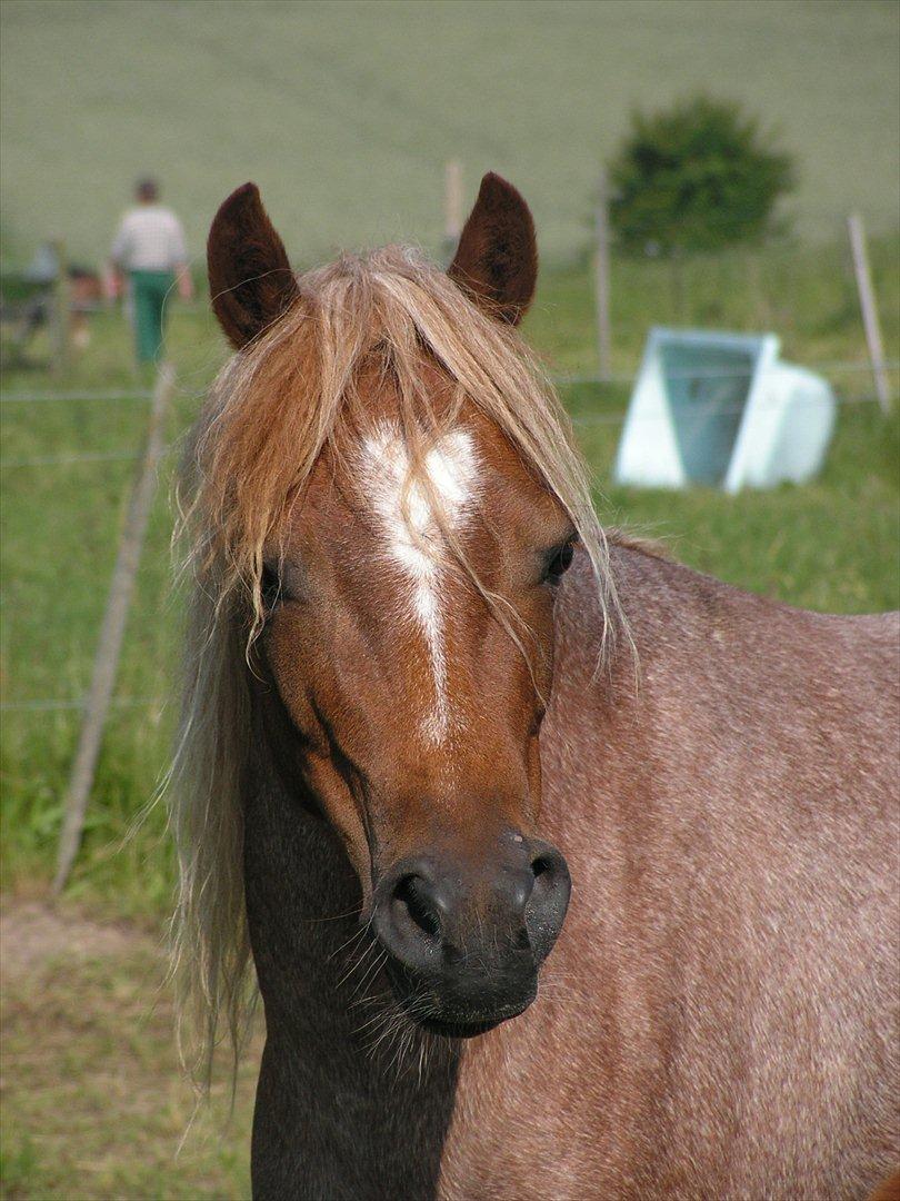 Welsh Mountain (sec A) Stendyssen's Sweet Sensation billede 12