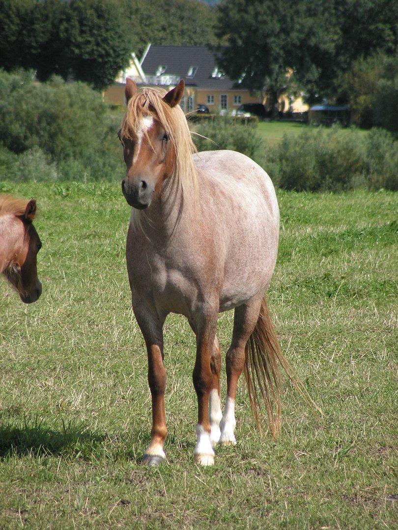 Welsh Mountain (sec A) Stendyssen's Sweet Sensation billede 14