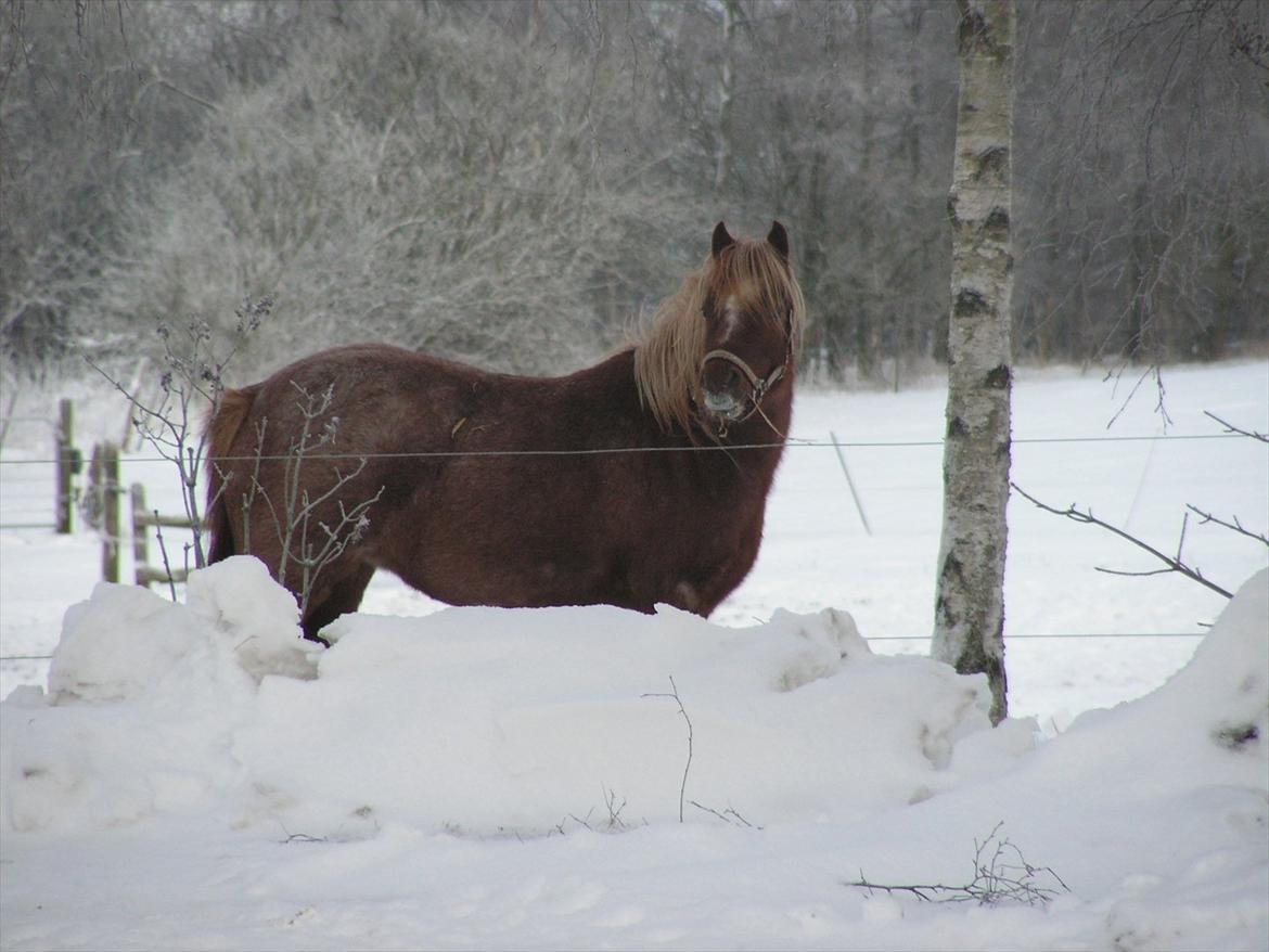 Welsh Mountain (sec A) Stendyssen's Sweet Sensation billede 15