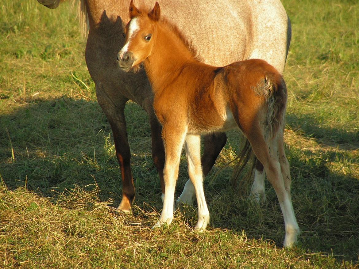 Welsh Mountain (sec A) Stendyssen's Sweet Sheila billede 12