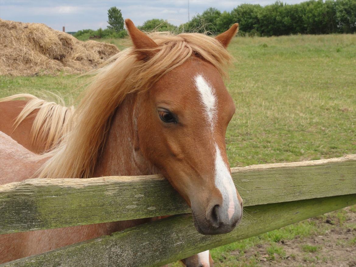 Welsh Mountain (sec A) Stendyssen's Sweet Sheila billede 14