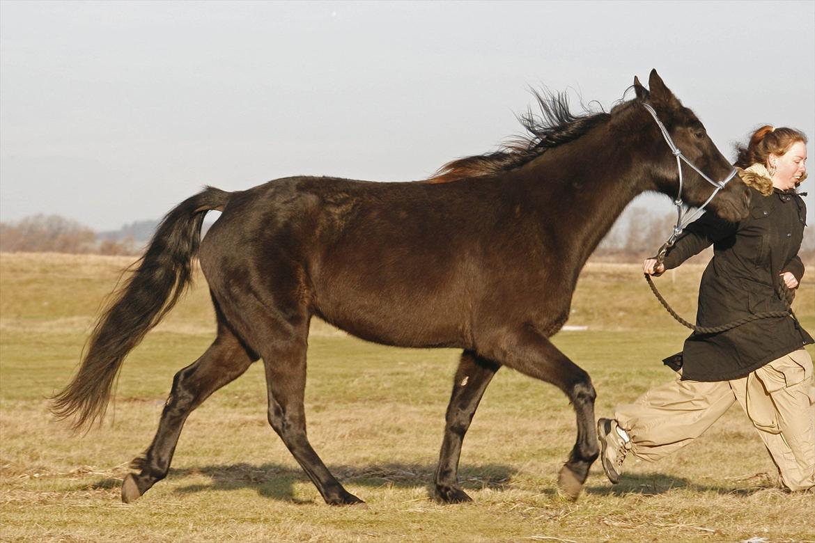 Tennessee Walker | Yahoo's Beautiful Joyce - # 11. Joyce i runningwalk, her kan man virkelig se hvor naturlig disse gangarter er for TWH'en! Ingen udstyr overhovedet - bortset fra grimen ;) 15/1 2012 billede 11