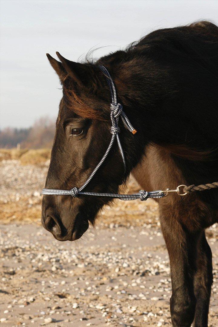 Tennessee Walker | Yahoo's Beautiful Joyce - # 6. Joyce ved stranden 15/1 2012. billede 6