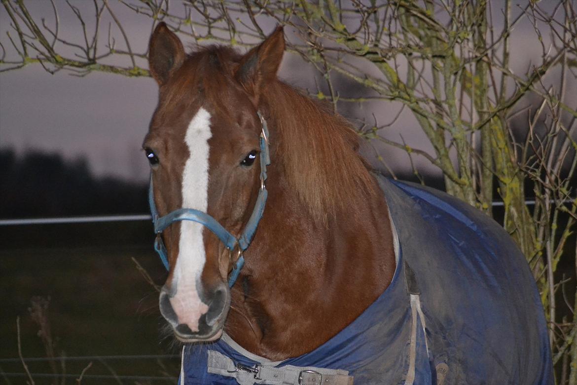 Appaloosa SSF Mr. Snip N Go billede 14