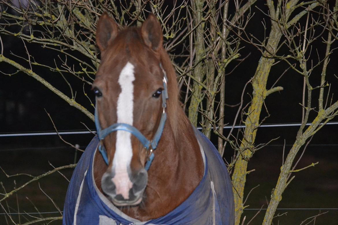 Appaloosa SSF Mr. Snip N Go billede 15