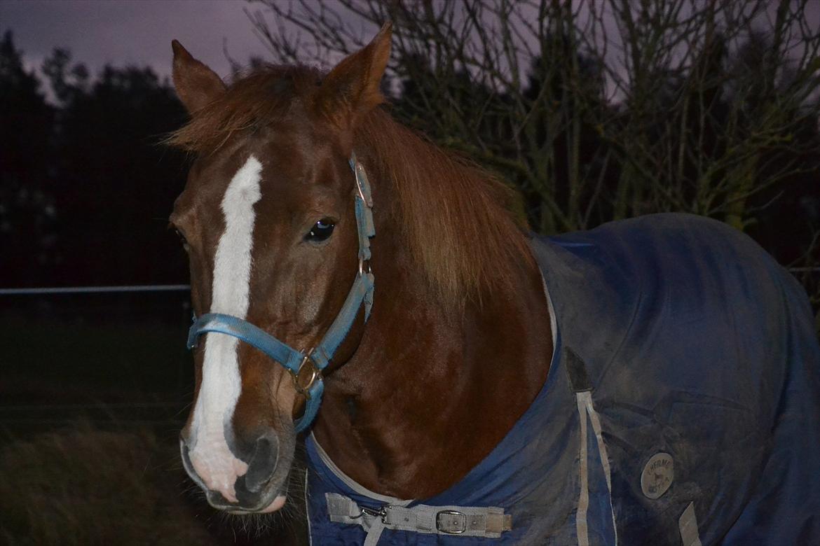 Appaloosa SSF Mr. Snip N Go billede 16