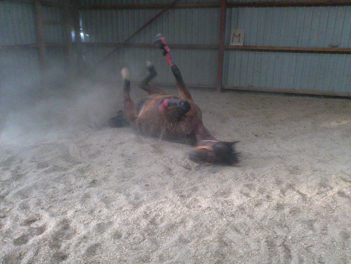 Shagya Araber (SH) Bahebec Takhises *Basse* - *SOLGT* - ruller :P
 billede 8