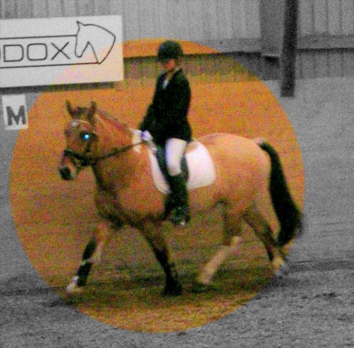 Anden særlig race B.S - 1. Stævne, 4 år billede 13