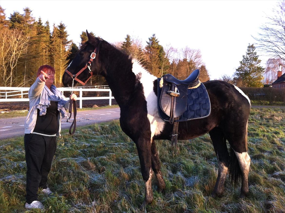 Barockpinto Al Capone - smukke powpow, med sadel :) foto: mig billede 8