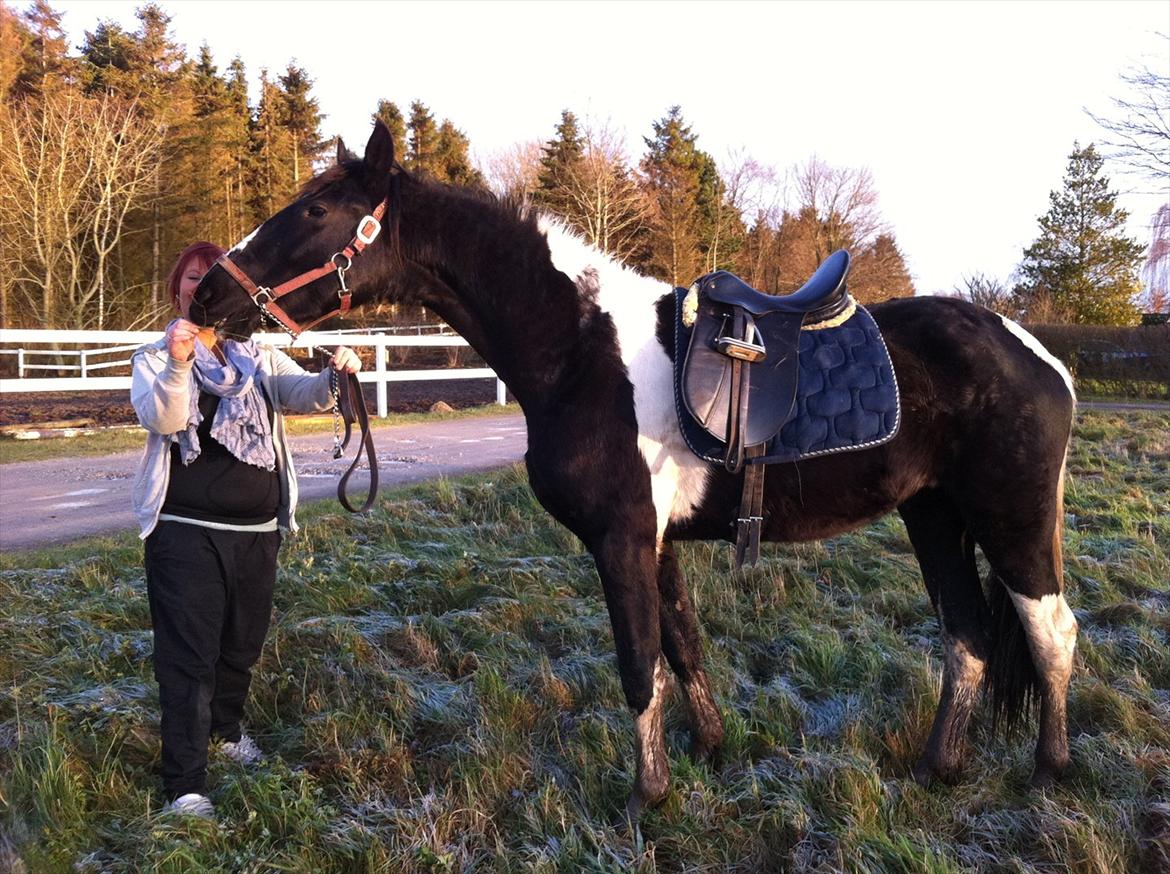 Barockpinto Al Capone - Al capone :) foto: mig billede 9