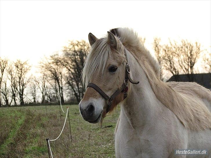 Fjordhest Polly R.I.P 2. Feb 2018 billede 1