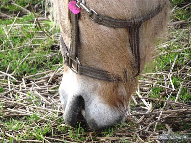 Fjordhest Polly R.I.P 2. Feb 2018 billede 20
