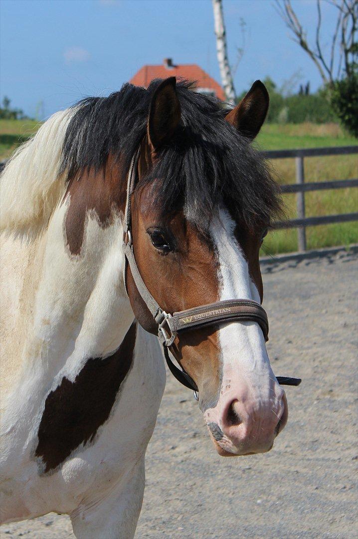 Pinto DAUGAARDS ABSINT - Foto: Mig billede 18