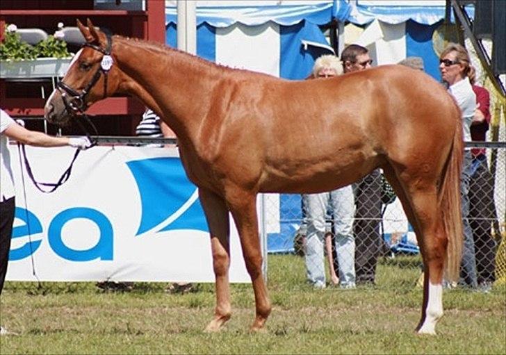 Trakehner Loulóu Sjælstofte (Himmelhest) - Loulou 2 år gammel på Roskilde dyrskue. billede 13