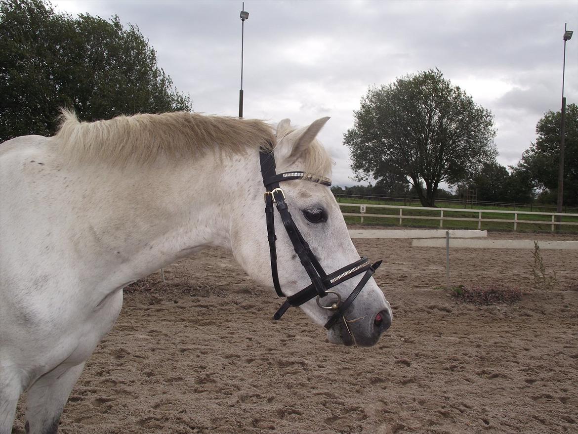 Welsh Pony (sec B) Skovbjergs Choice billede 13