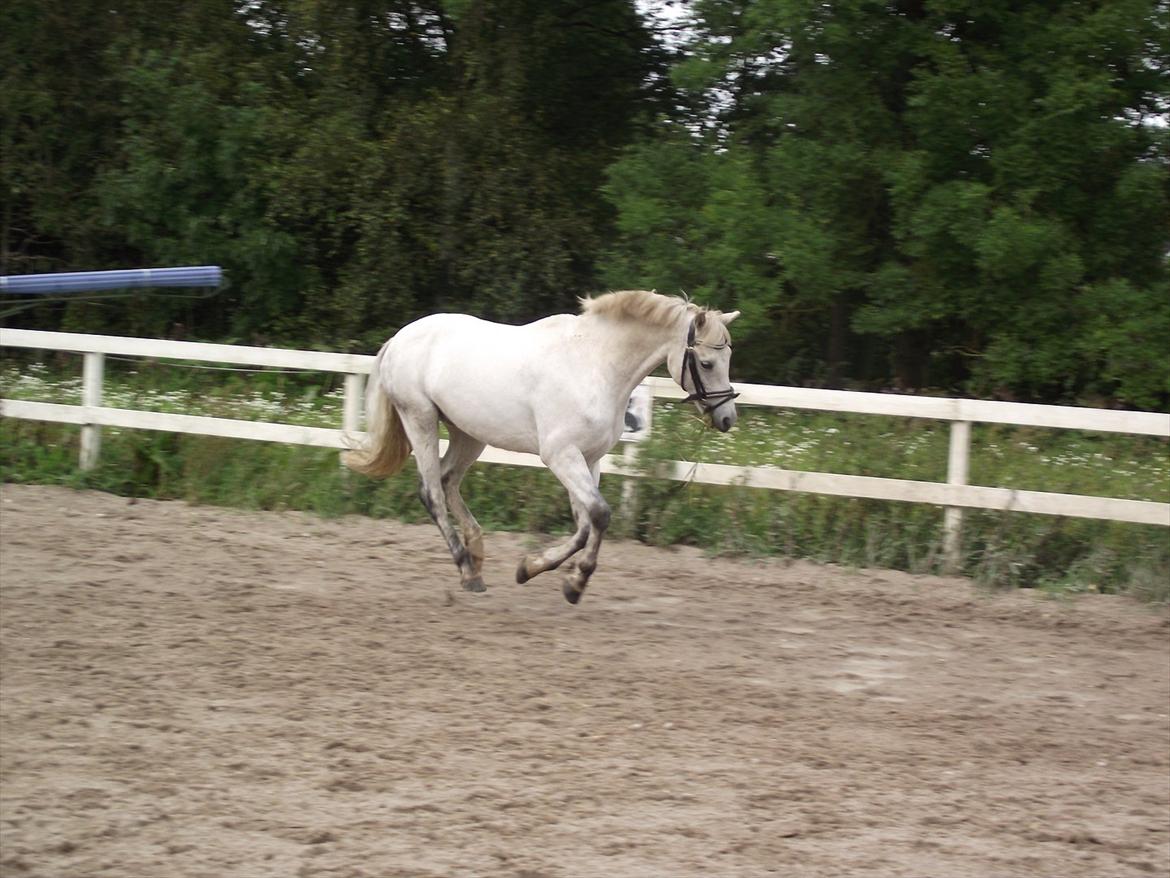 Welsh Pony (sec B) Skovbjergs Choice billede 14