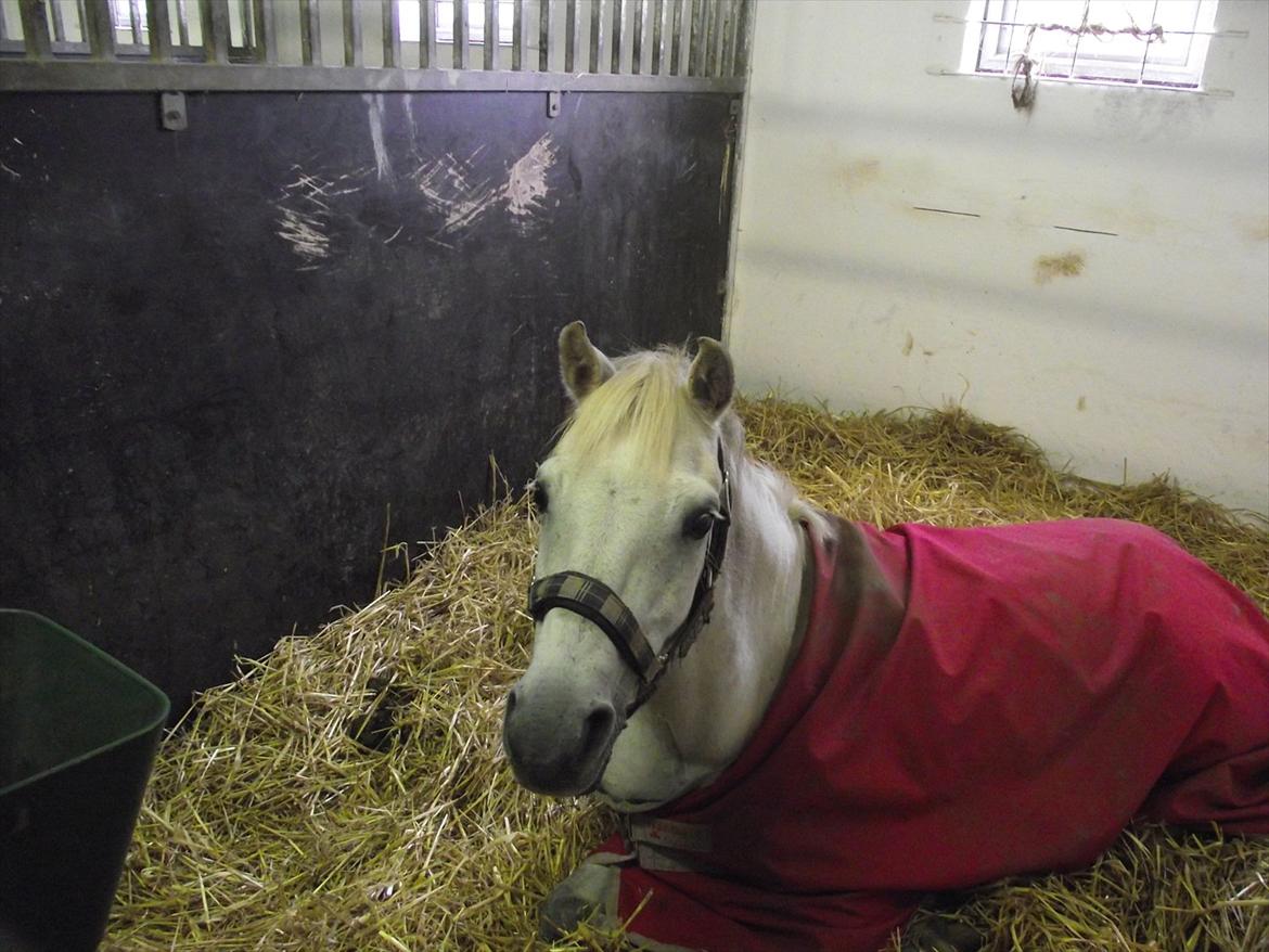 Welsh Pony (sec B) Skovbjergs Choice billede 15