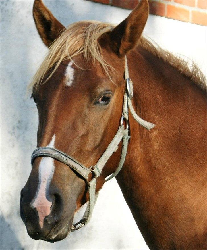 Anden særlig race Smart Dosia Pox - 3 år billede 2