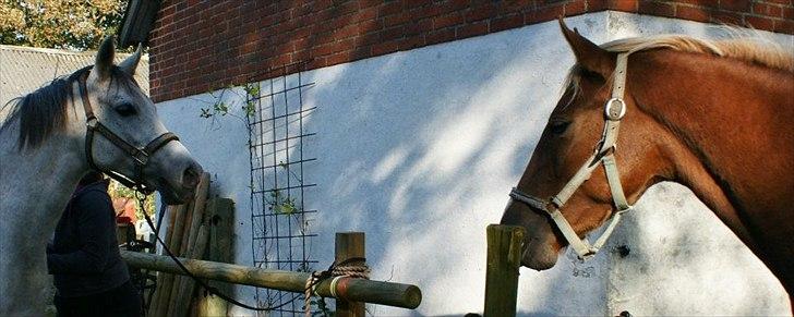 Anden særlig race Smart Dosia Pox billede 3