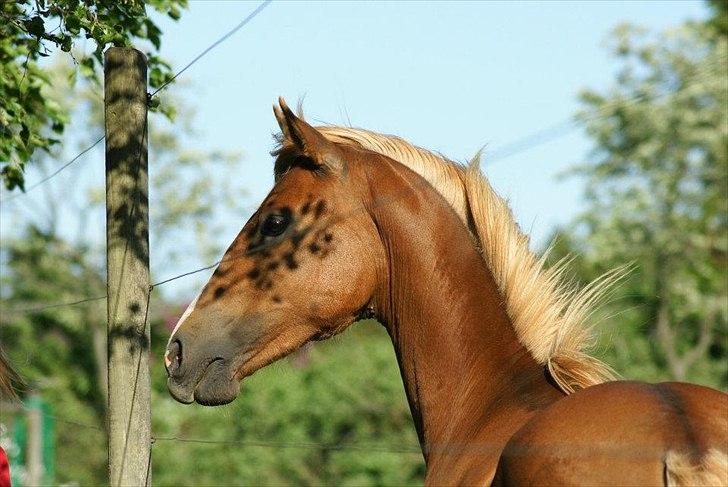 Anden særlig race Smart Dosia Pox - 2 år. billede 4