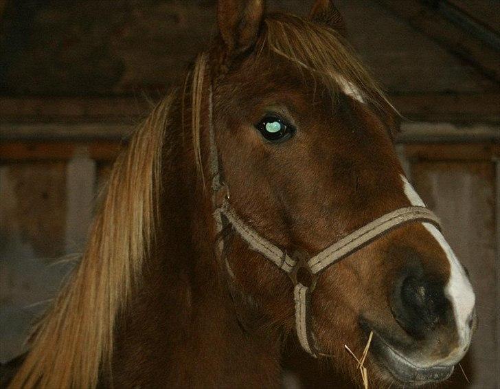 Anden særlig race Smart Dosia Pox billede 5