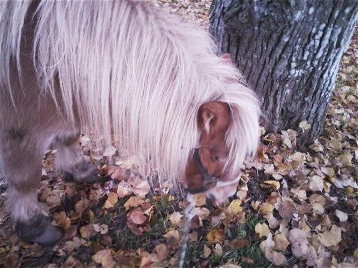 Shetlænder Frederik - Frederik da han var halt <3 billede 1