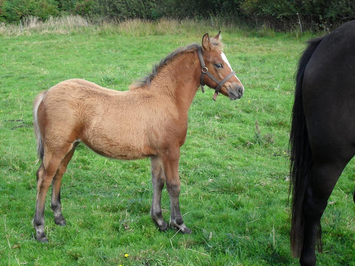 New Forest Horsemosens Erfa - Erfa billedet er fra oktober 2011 billede 10