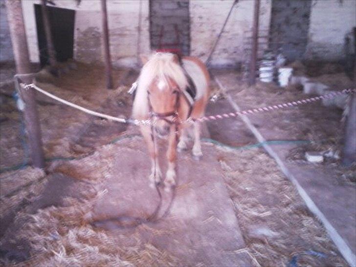 Shetlænder Frederik - Den sødeste lille pony billede 2