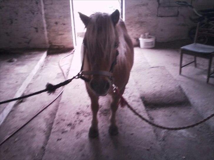 Shetlænder Frederik - Han elsker at stå i stalden og blive  striglet :-D billede 3