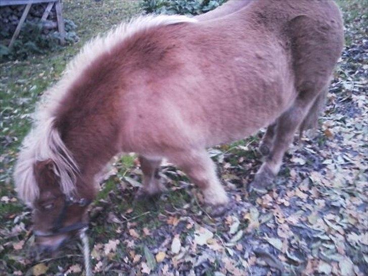 Shetlænder Frederik - en lille hygge tur om efteråret det er ikke så dårligt  billede 4