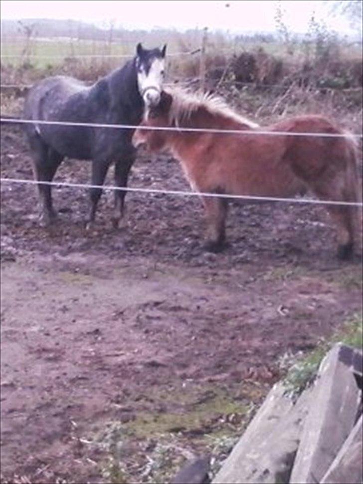 Shetlænder Frederik - Azurra og Frederik en kold vinter dag :-) billede 5