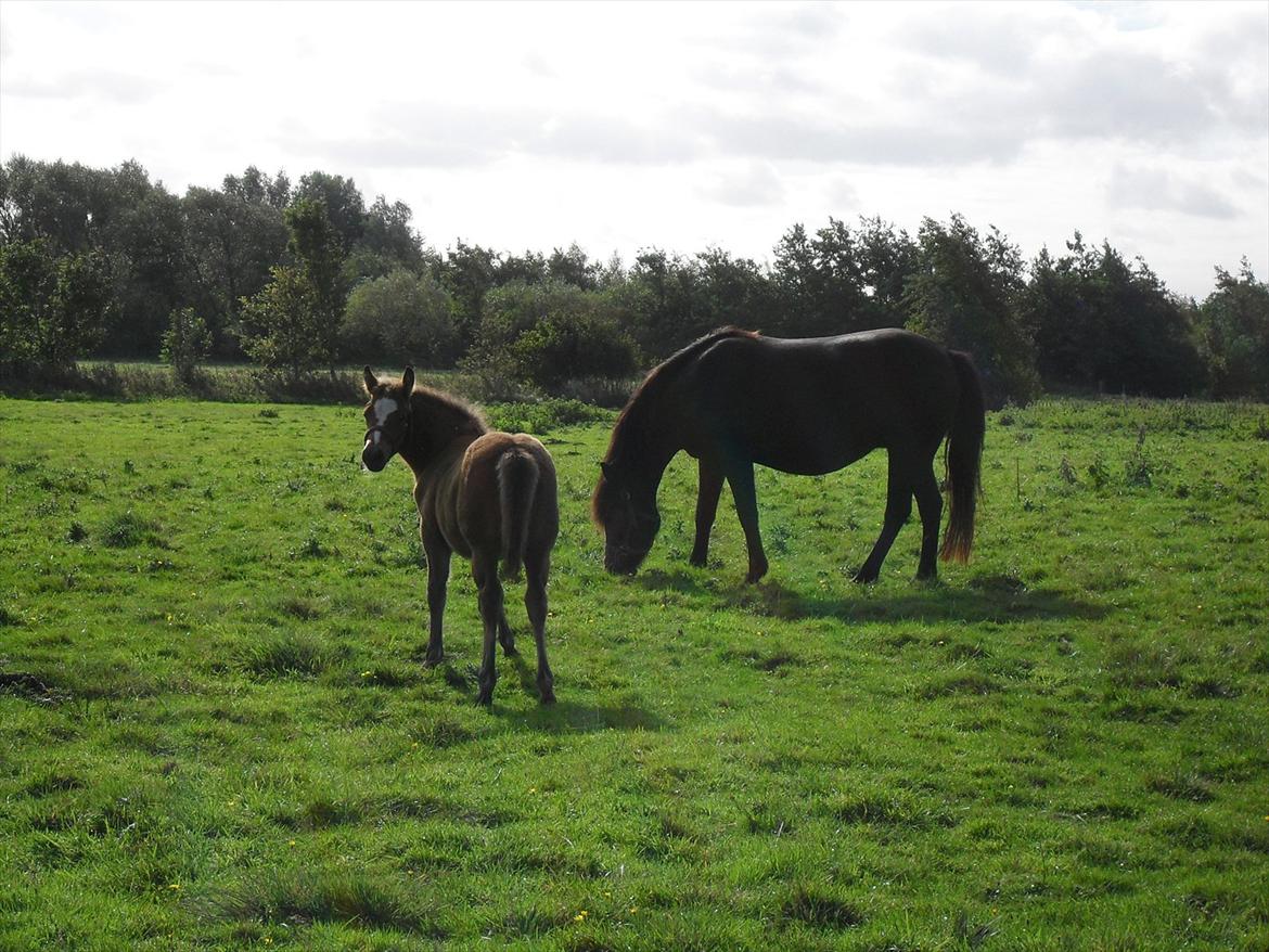 New Forest Horsemosens Erfa billede 12