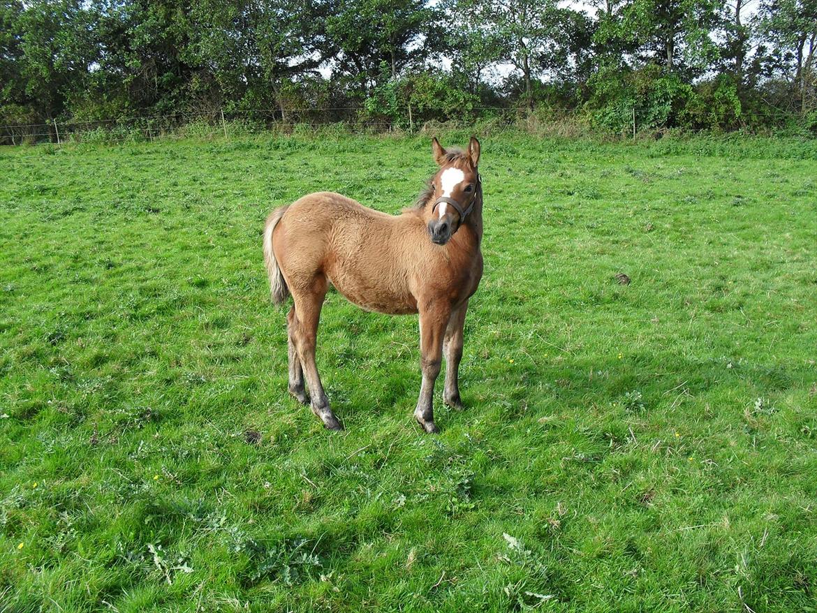 New Forest Horsemosens Erfa - Billedet er fra oktober 2011 billede 11