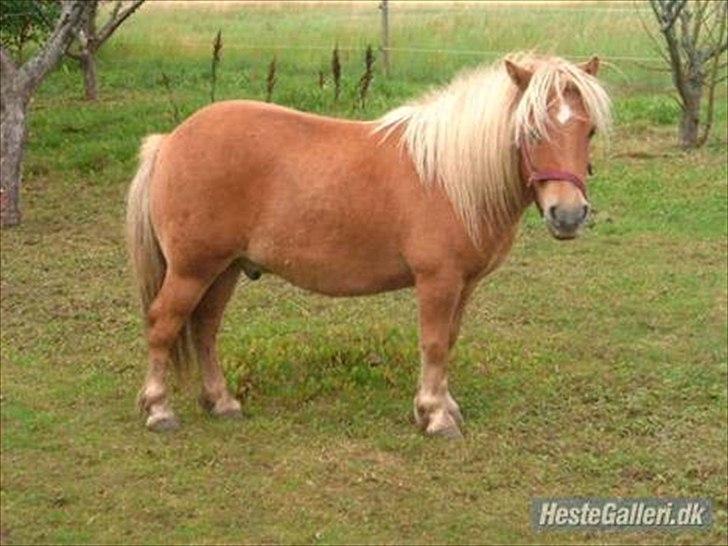 Shetlænder Frederik - Frederik<3 billede 6