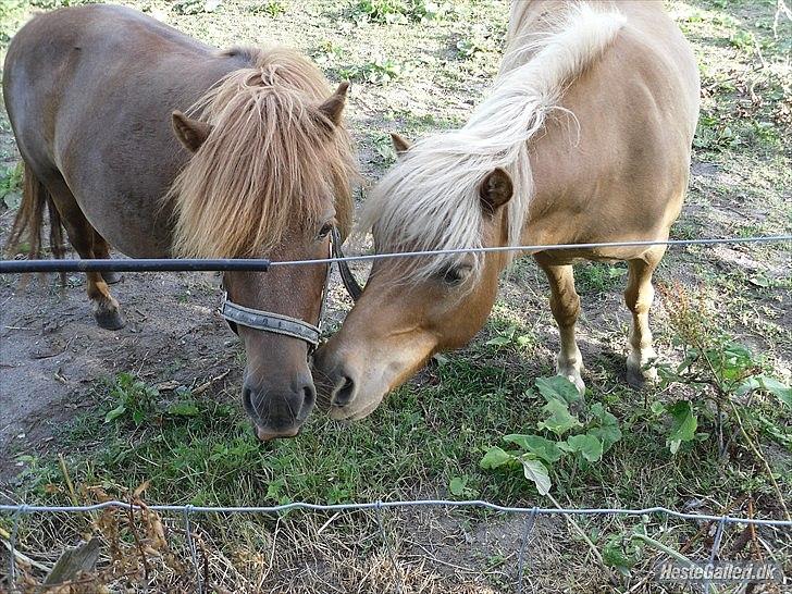 Shetlænder Frederik - Frederik og Stjerne <3 billede 7