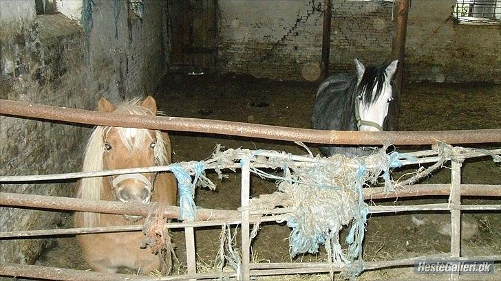 Shetlænder Frederik - Frederik og Azurra i løsdriften :-D billede 8