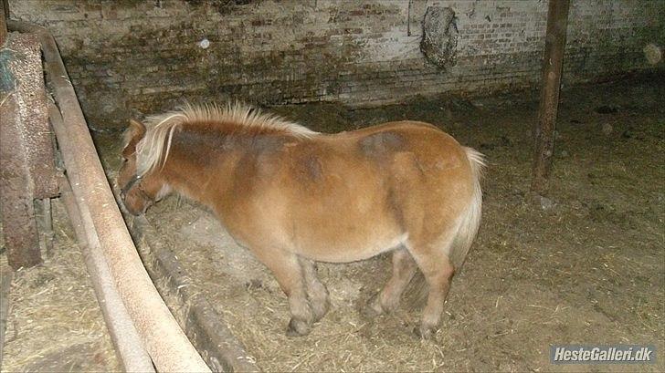Shetlænder Frederik - Frederik i løsdriften :-) billede 9