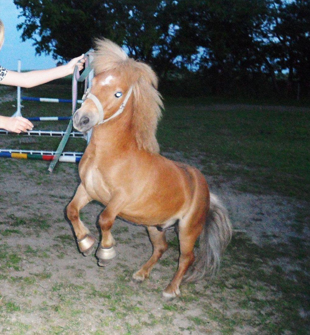 Shetlænder stine's walter (; - Walter igang med at stejle på komando :-)). billede 17