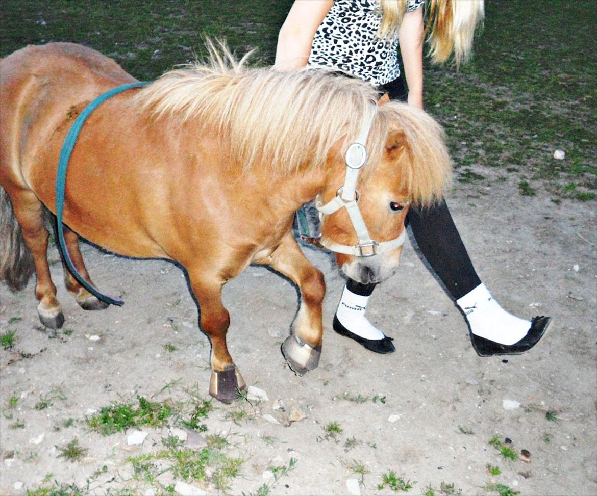 Shetlænder stine's walter (; - løfter sit ben når jeg gær :-) billede 20