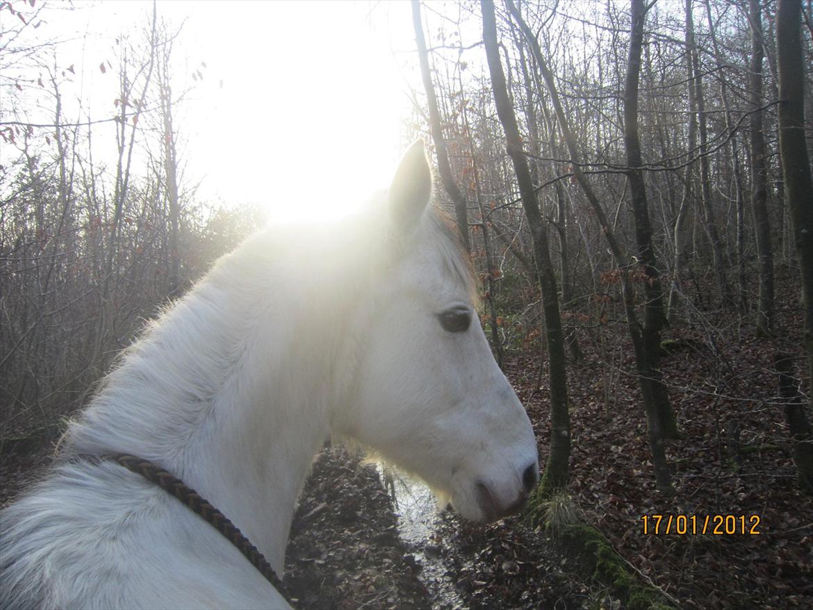 Anden særlig race Toby - Toby og jeg på nye eventyr i skoven<3 

D. 17 Januar 2012 billede 7