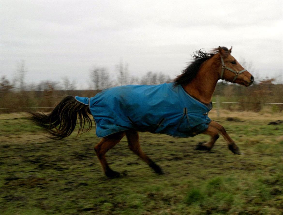 Anden særlig race Adeilo *R.I.P* - Januar 2012 billede 14