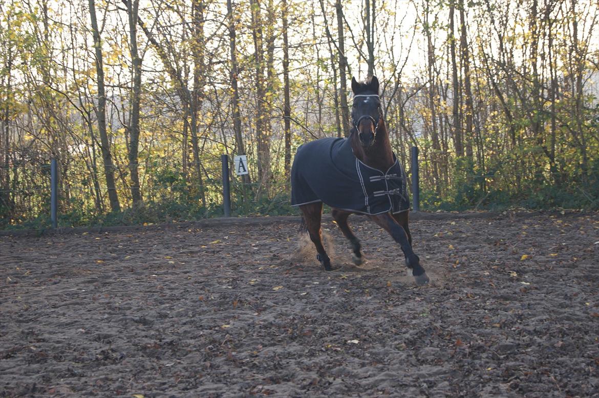 Dansk Varmblod Darrigårdens Leifich billede 2