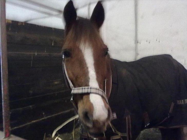 Anden særlig race Maggie<3 - lidt slørret:P <3
men søøød!<3 billede 7