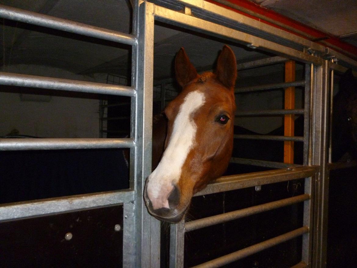 Anden særlig race Ødipus billede 7